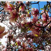 A_magnolia3