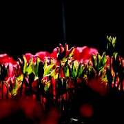 A_Tulipes01