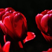 A_Tulipes04