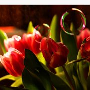 A_Tulipes avec boules de savon4