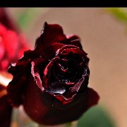 A_Rose033