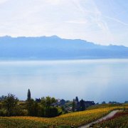 A_Lavaux_automne_vignes