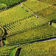 A_Lavaux_vignes1