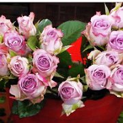 A_Mercado de rosas