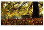 A_AutumnLeaves