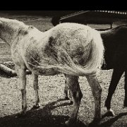 A_Horses2