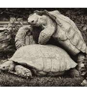 A_LoveTortues
