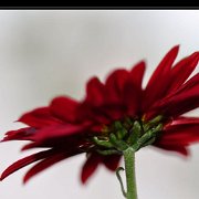 A_ChrisantemeRouge