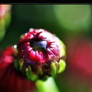 A_ChrisanthemeRouge3