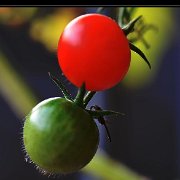 A_Tomatoes