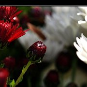 A_ChrisanthemeRouge2