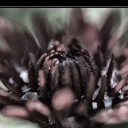 A_ChrisanthemeRouge4