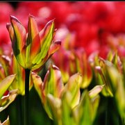 A_Tulipas04