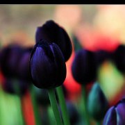 A_Tulpen02