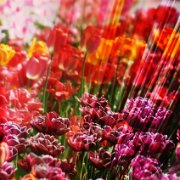 A_Tulpen8