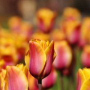 A_Tulpen3