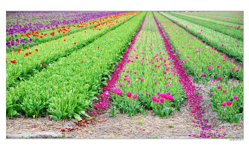 A_Champs_Tulipes