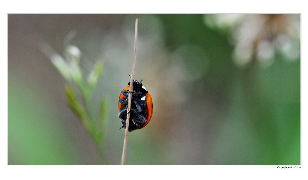 A_Coccinelle_Artiste