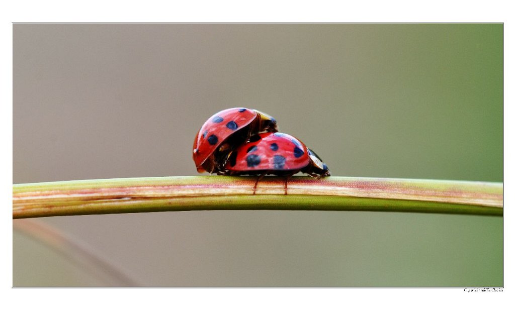 A_Coccinelle_Couple