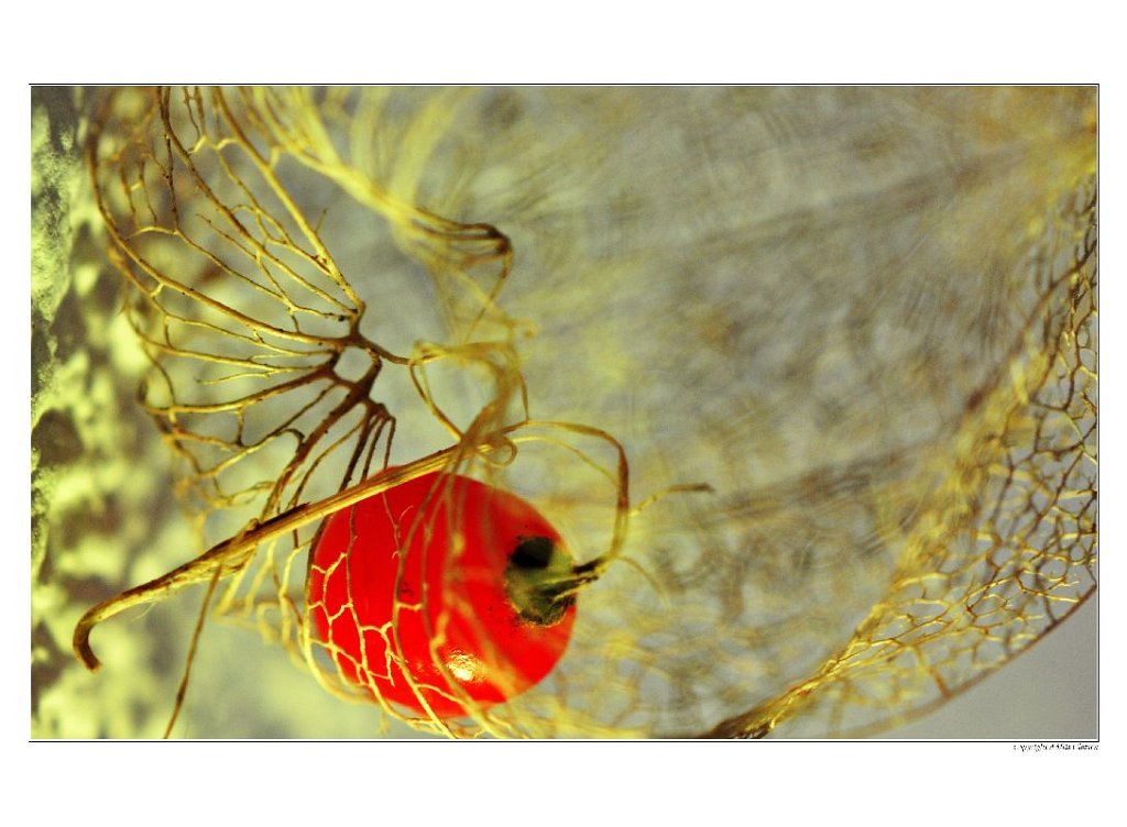 A_Physalis_Prisoniere