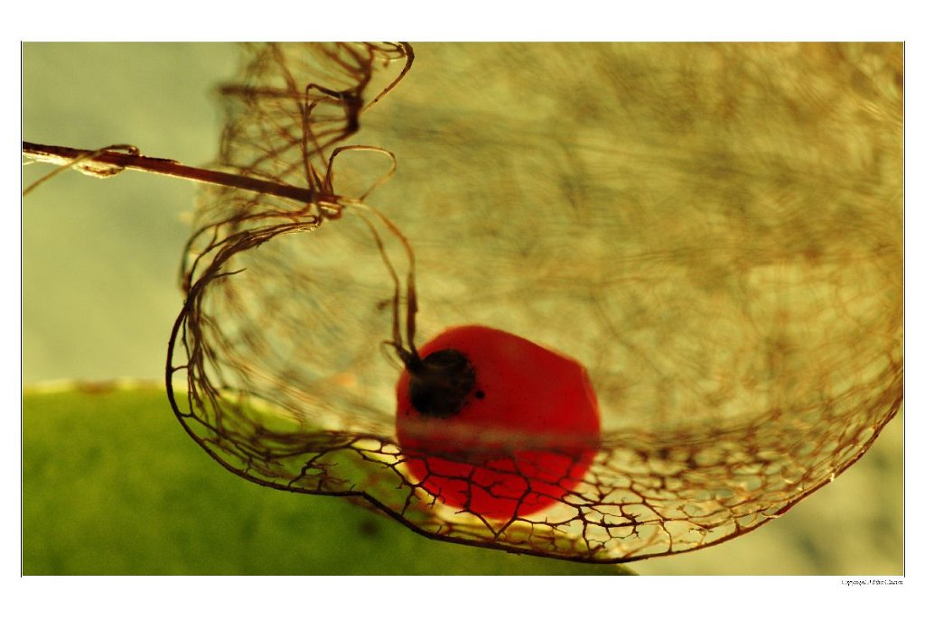 A_Physalis_Prisoniere2