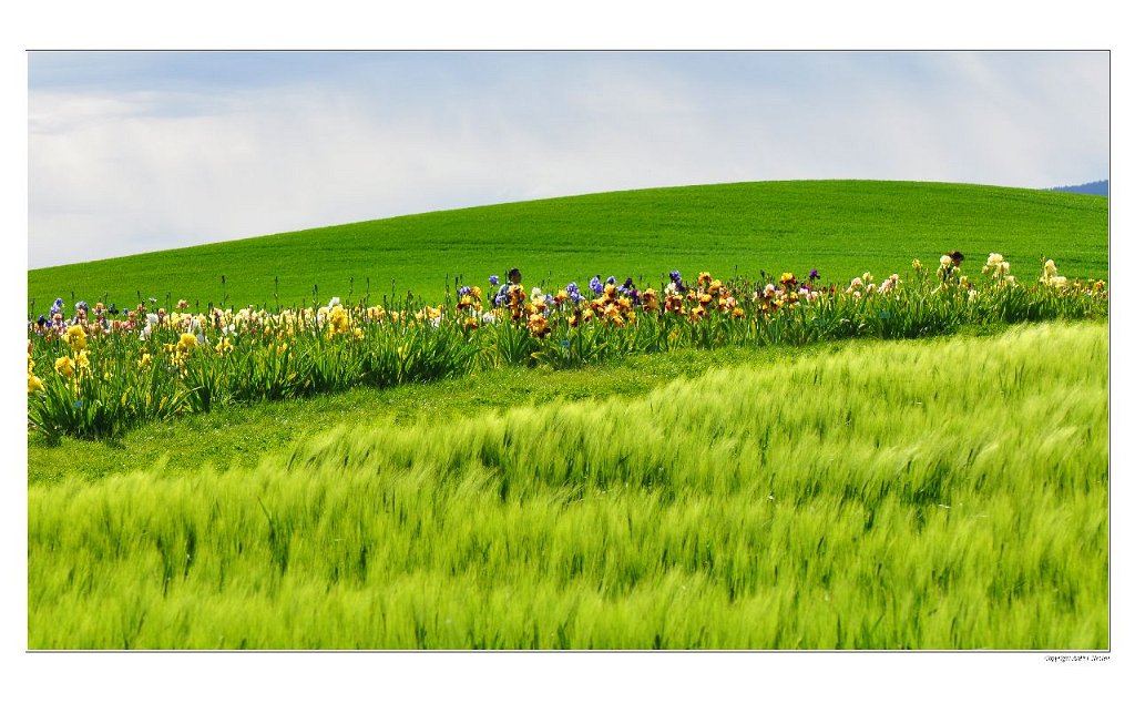 A_Prairies_vaudoises_00
