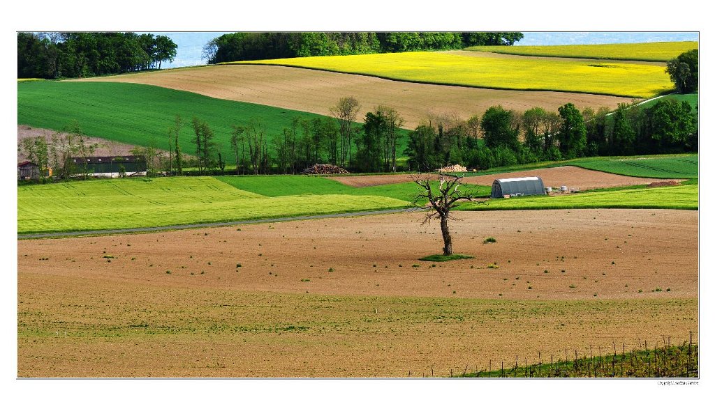 A_Prairies_vaudoises_01