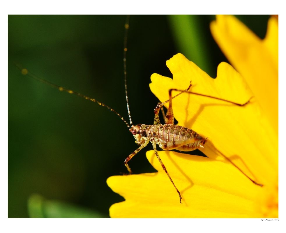 A_Sauterelle2