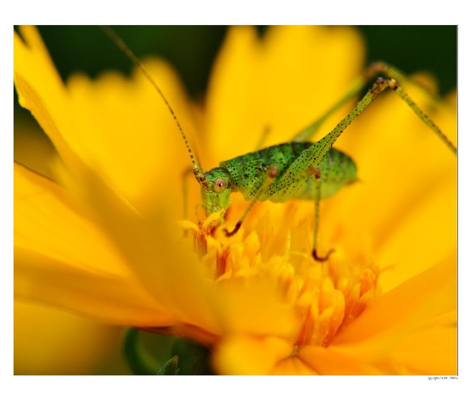 A_Sauterelle38