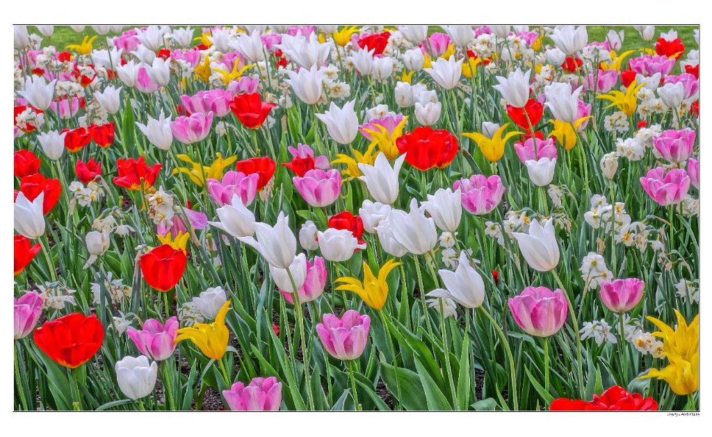 A_SpringTulp1