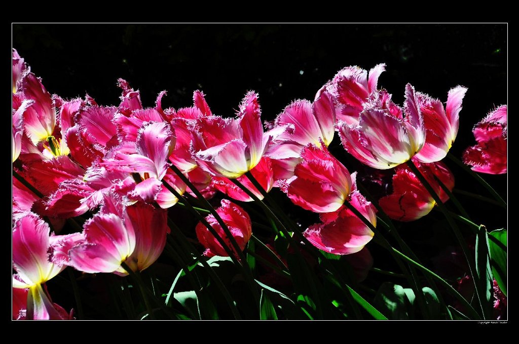 A_Tulipes_Amsterdam2