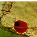 A_Physalis_Prisoniere2