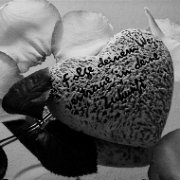 BlackWhite_Adelia (106)