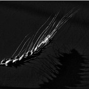 BlackWhite_Adelia (13)