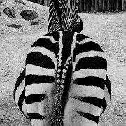 BlackWhite_Adelia (15)