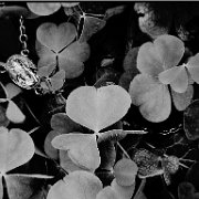 BlackWhite_Adelia (16)