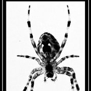 BlackWhite_Adelia (27)