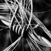 BlackWhite_Adelia (30)