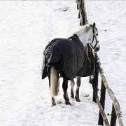 BlackWhite_Adelia (44)