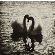 BlackWhite_Adelia (46)