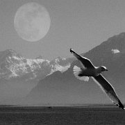 BlackWhite_Adelia (62)