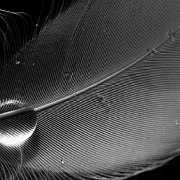 BlackWhite_Adelia (65)